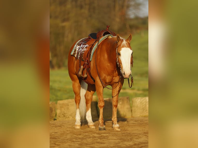 American Quarter Horse Ruin 11 Jaar 152 cm Palomino in Millersburg