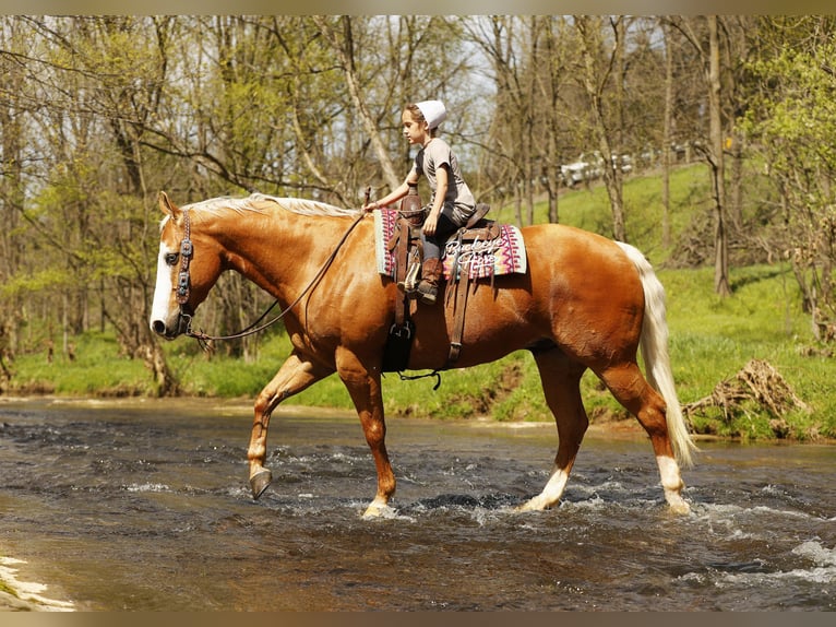 American Quarter Horse Ruin 11 Jaar 152 cm Palomino in Millersburg