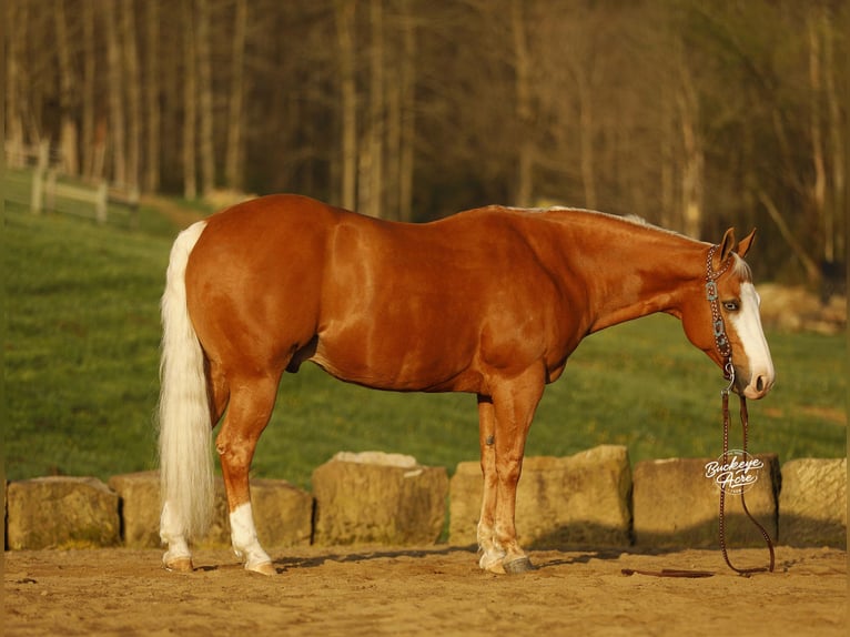 American Quarter Horse Ruin 11 Jaar 152 cm Palomino in Millersburg