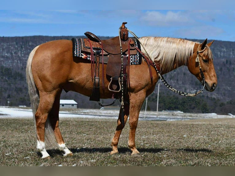 American Quarter Horse Ruin 11 Jaar 152 cm  in Rebersburg