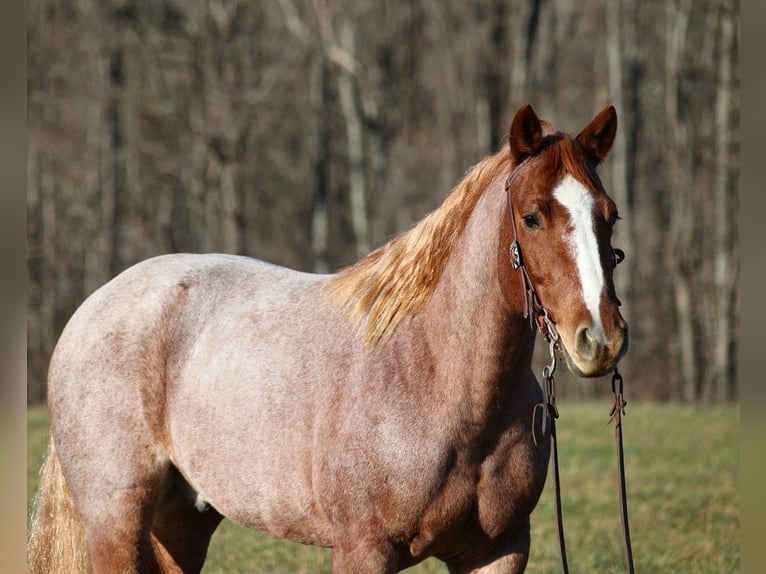 American Quarter Horse Ruin 11 Jaar 152 cm Roan-Bay in Mount Vernon