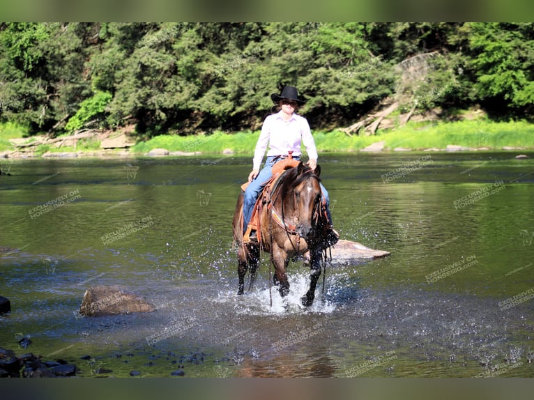 American Quarter Horse Ruin 11 Jaar 152 cm Roan-Bay in Shippenville