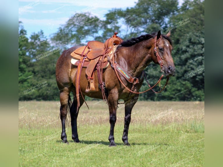 American Quarter Horse Ruin 11 Jaar 152 cm Roan-Bay in Shippenville