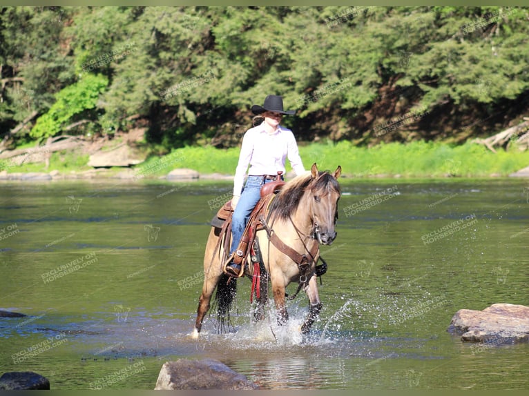 American Quarter Horse Ruin 11 Jaar 152 cm Roan-Bay in Shippenville