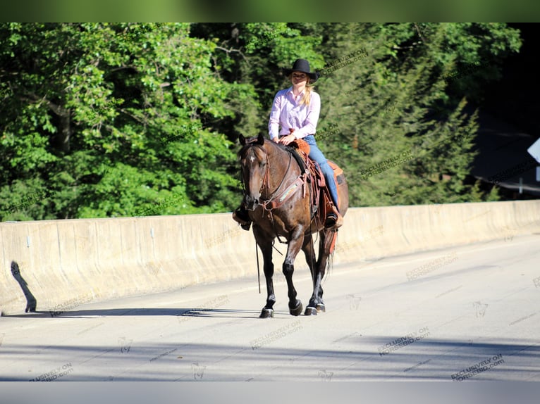 American Quarter Horse Ruin 11 Jaar 152 cm Roan-Bay in Shippenville