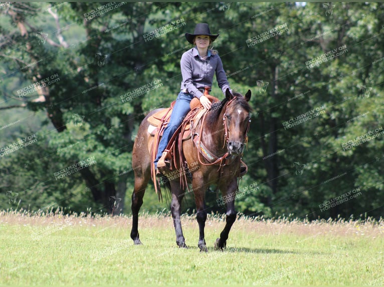 American Quarter Horse Ruin 11 Jaar 152 cm Roan-Bay in Shippenville