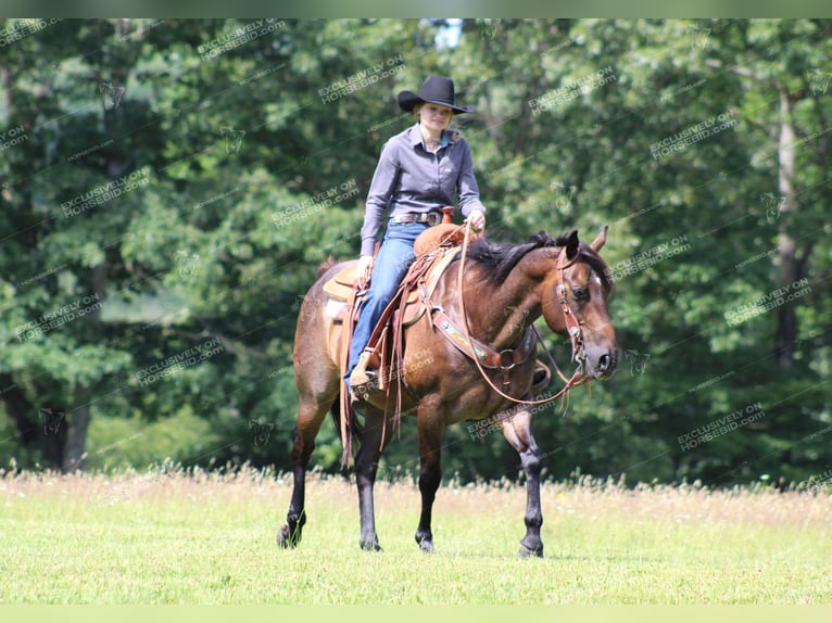 American Quarter Horse Ruin 11 Jaar 152 cm Roan-Bay in Shippenville