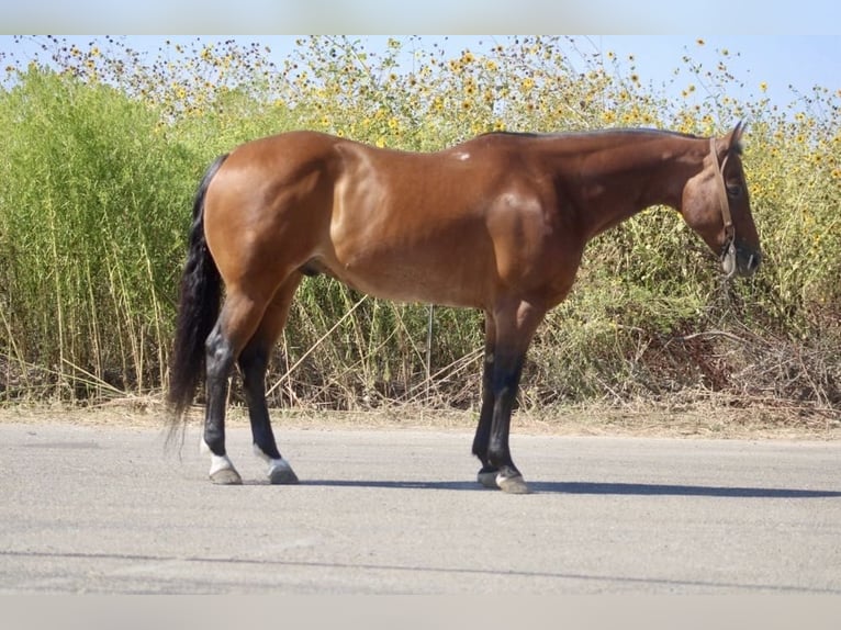 American Quarter Horse Ruin 11 Jaar 152 cm Roan-Bay in Paicines CA