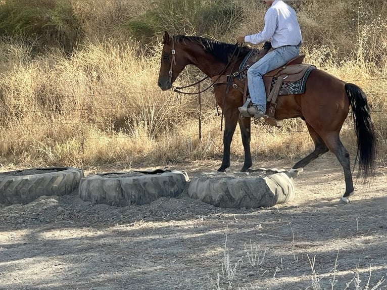 American Quarter Horse Ruin 11 Jaar 152 cm Roan-Bay in Paicines CA