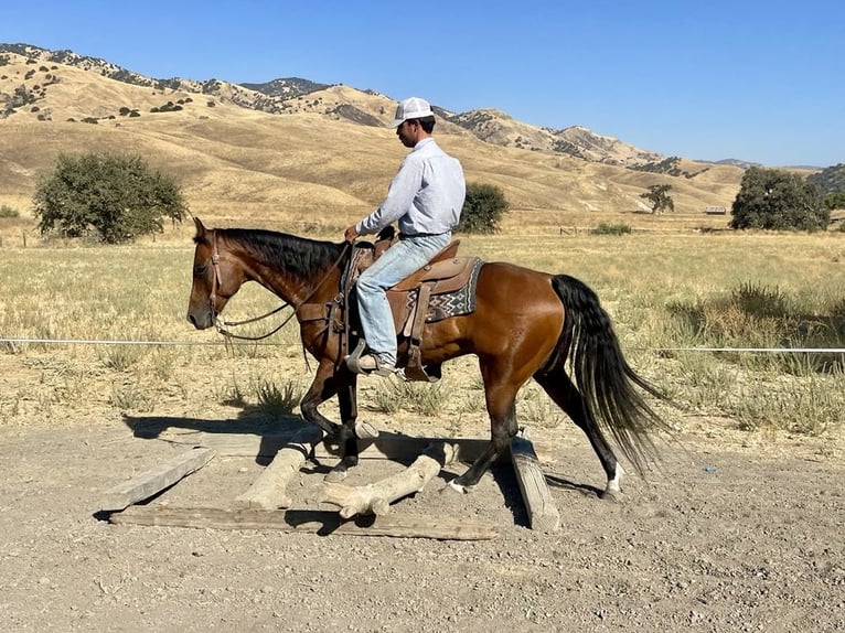 American Quarter Horse Ruin 11 Jaar 152 cm Roan-Bay in Paicines CA