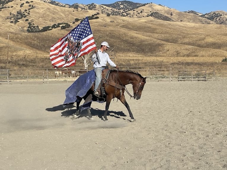 American Quarter Horse Ruin 11 Jaar 152 cm Roan-Bay in Paicines CA