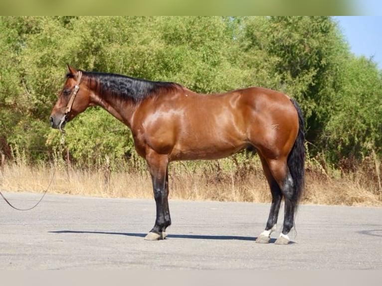 American Quarter Horse Ruin 11 Jaar 152 cm Roan-Bay in Paicines CA