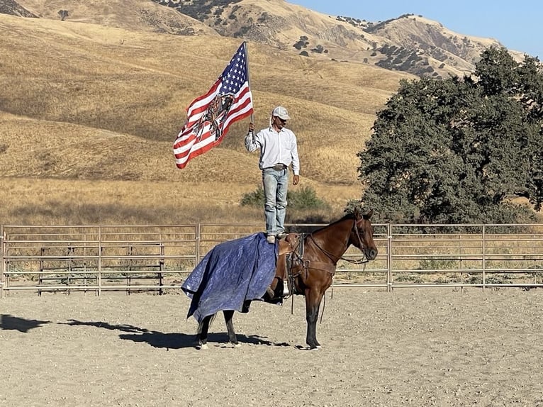 American Quarter Horse Ruin 11 Jaar 152 cm Roan-Bay in Paicines CA