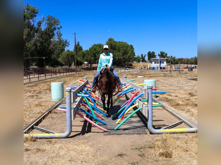 American Quarter Horse Ruin 11 Jaar 152 cm Roan-Bay in Pleasant Grove CA