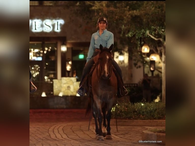 American Quarter Horse Ruin 11 Jaar 152 cm Roan-Bay in Weatherford TX