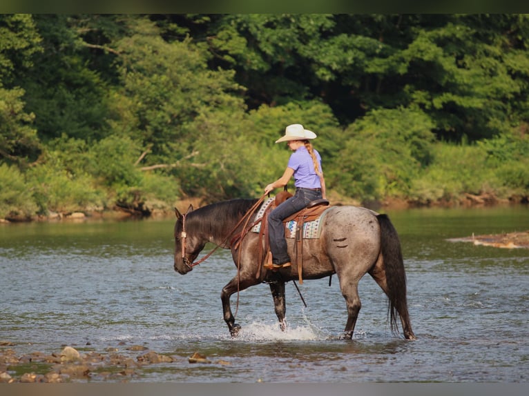 American Quarter Horse Ruin 11 Jaar 152 cm Roan-Blue in Clarion