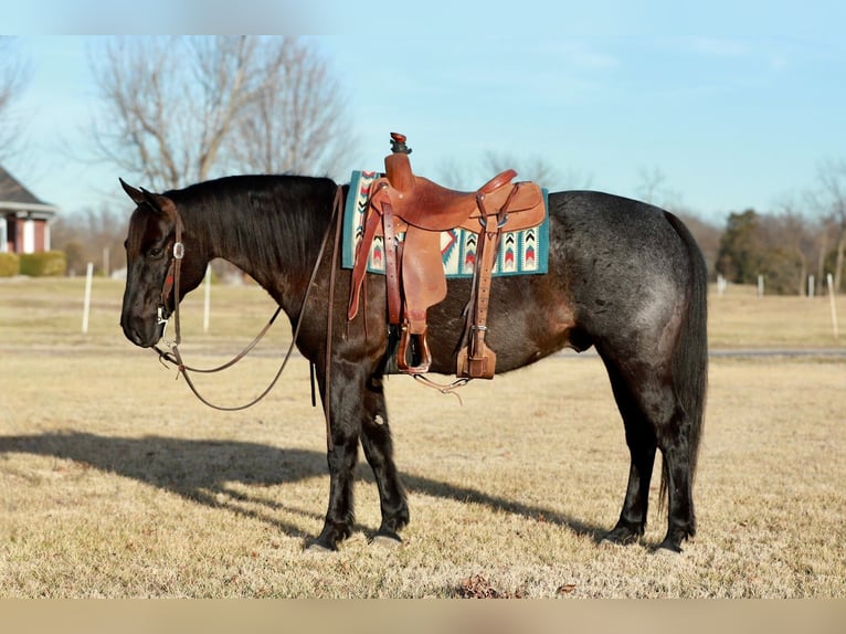 American Quarter Horse Ruin 11 Jaar 152 cm Roan-Blue in Purdy