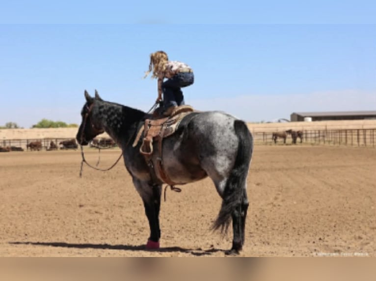 American Quarter Horse Ruin 11 Jaar 152 cm Roan-Blue in Purdy