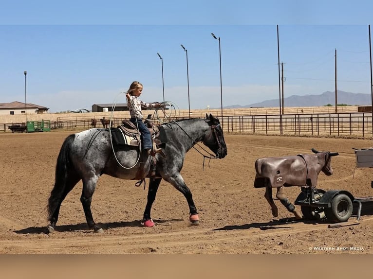 American Quarter Horse Ruin 11 Jaar 152 cm Roan-Blue in Purdy