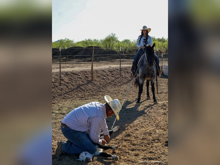 American Quarter Horse Ruin 11 Jaar 152 cm Roan-Blue in Purdy