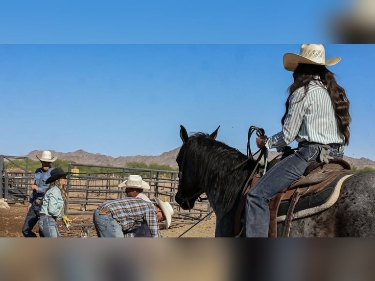 American Quarter Horse Ruin 11 Jaar 152 cm Roan-Blue in Purdy