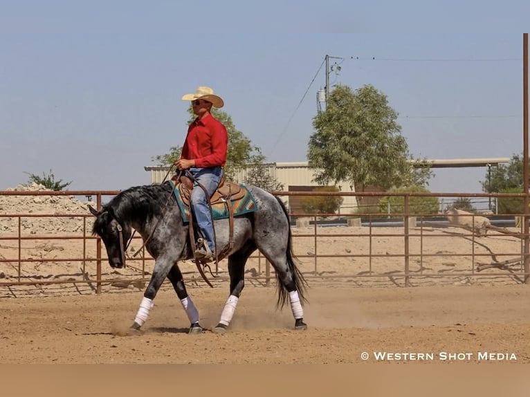 American Quarter Horse Ruin 11 Jaar 152 cm Roan-Blue in Purdy