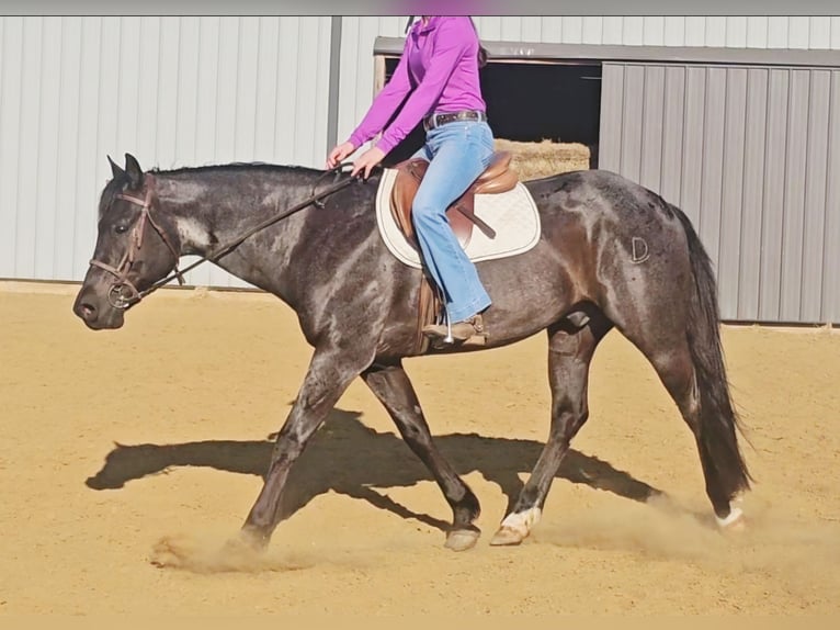 American Quarter Horse Ruin 11 Jaar 152 cm Roan-Blue in Robards