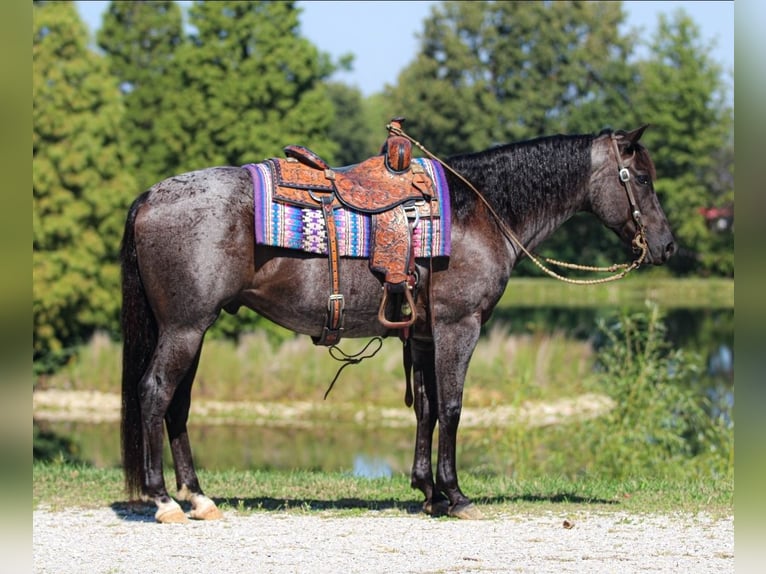 American Quarter Horse Ruin 11 Jaar 152 cm Roan-Blue in Robards
