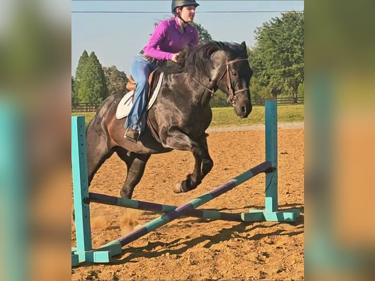 American Quarter Horse Ruin 11 Jaar 152 cm Roan-Blue in Robards