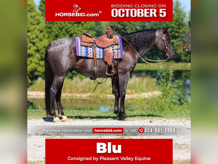 American Quarter Horse Ruin 11 Jaar 152 cm Roan-Blue in Robards