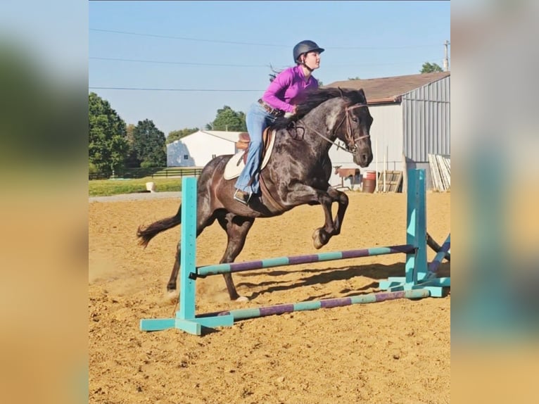 American Quarter Horse Ruin 11 Jaar 152 cm Roan-Blue in Robards