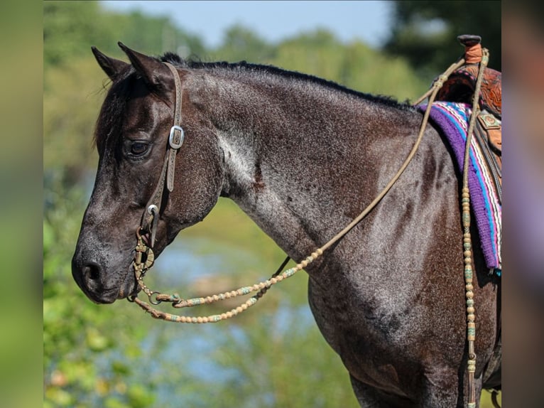 American Quarter Horse Ruin 11 Jaar 152 cm Roan-Blue in Robards