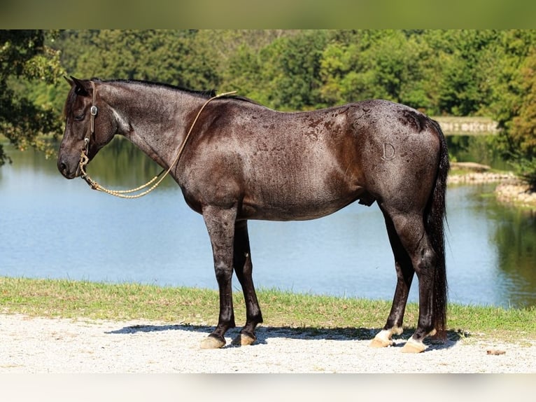 American Quarter Horse Ruin 11 Jaar 152 cm Roan-Blue in Robards