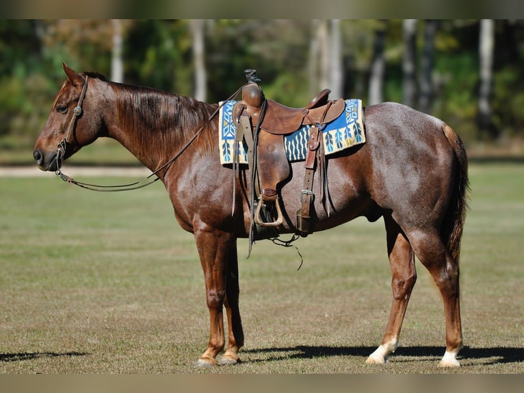 American Quarter Horse Ruin 11 Jaar 152 cm Roan-Red in Amory