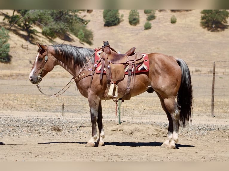 American Quarter Horse Ruin 11 Jaar 152 cm Roan-Red in Tres Pinos