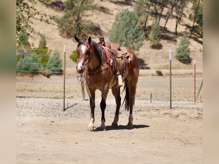 American Quarter Horse Ruin 11 Jaar 152 cm Roan-Red in Tres Pinos