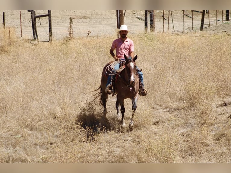 American Quarter Horse Ruin 11 Jaar 152 cm Roan-Red in Tres Pinos