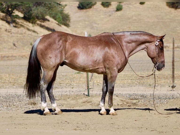 American Quarter Horse Ruin 11 Jaar 152 cm Roan-Red in Tres Pinos