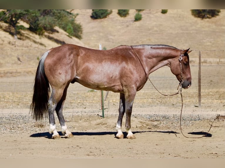 American Quarter Horse Ruin 11 Jaar 152 cm Roan-Red in Tres Pinos