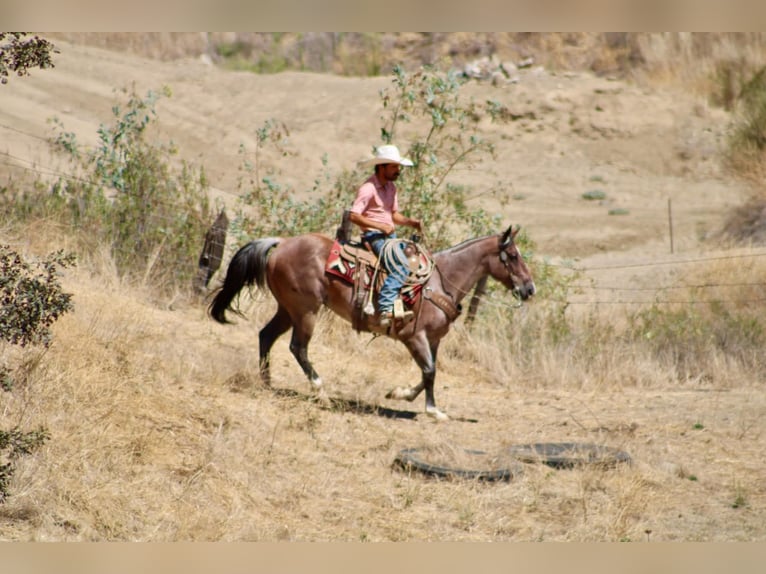 American Quarter Horse Ruin 11 Jaar 152 cm Roan-Red in Tres Pinos