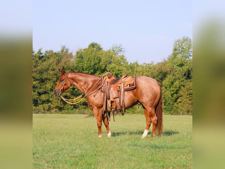 American Quarter Horse Ruin 11 Jaar 152 cm Roan-Red in Mount Vernon, TX