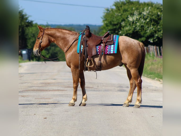 American Quarter Horse Ruin 11 Jaar 152 cm Roan-Red in STEPHENVILLE, TX