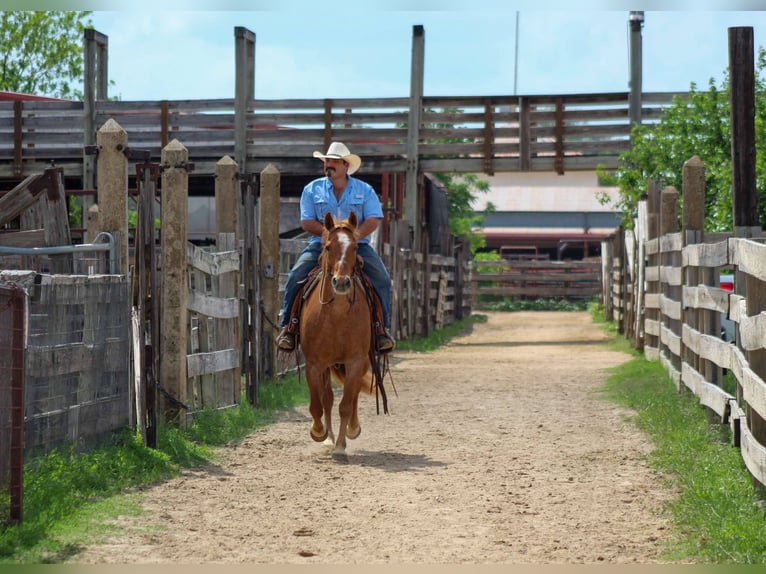 American Quarter Horse Ruin 11 Jaar 152 cm Roan-Red in Stephenville TX