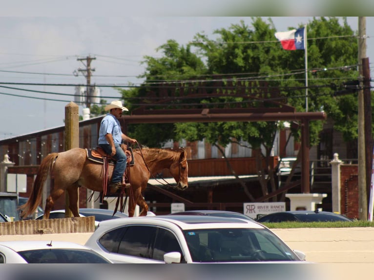 American Quarter Horse Ruin 11 Jaar 152 cm Roan-Red in Stephenville TX