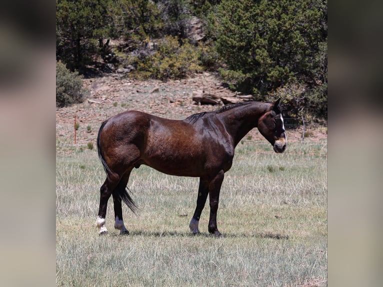 American Quarter Horse Ruin 11 Jaar 152 cm Roodbruin in Camp Verde AZ
