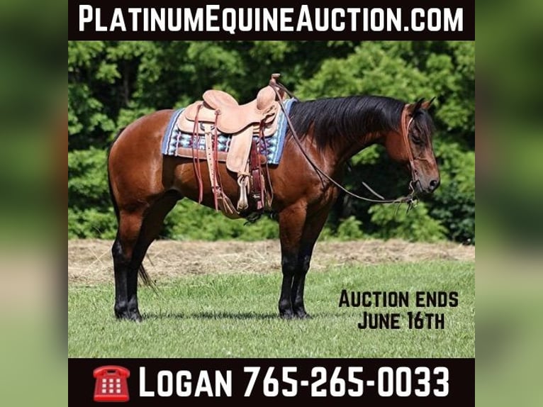 American Quarter Horse Ruin 11 Jaar 152 cm Roodbruin in Level Green KY