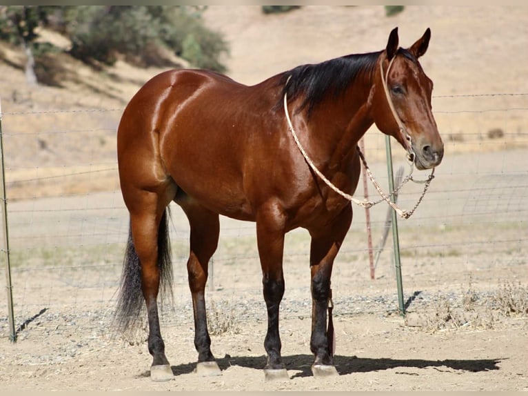 American Quarter Horse Ruin 11 Jaar 152 cm Roodbruin in Paicines CA