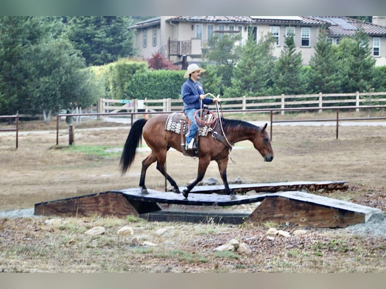 American Quarter Horse Ruin 11 Jaar 152 cm Roodbruin in Paicines CA