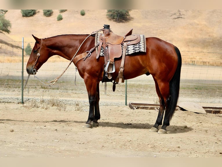 American Quarter Horse Ruin 11 Jaar 152 cm Roodbruin in Paicines CA