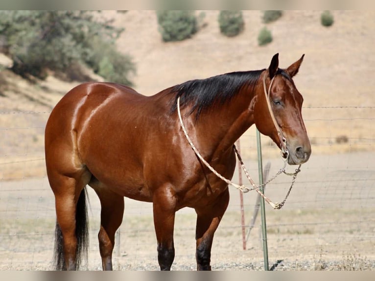 American Quarter Horse Ruin 11 Jaar 152 cm Roodbruin in Paicines CA